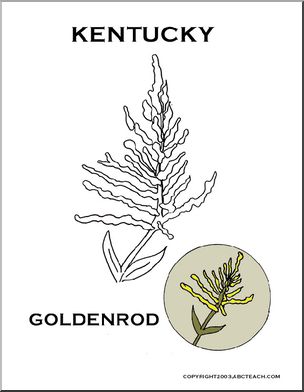 Kentucky:  State Flower – Goldenrod