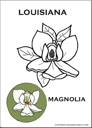 Louisiana:  State Flower – Magnolia