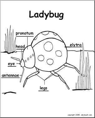 Animal Diagrams:  Ladybug (labeled parts)