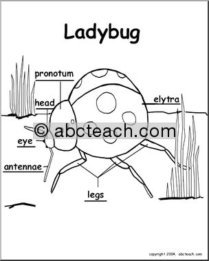 Animal Diagrams:  Ladybug (labeled parts)