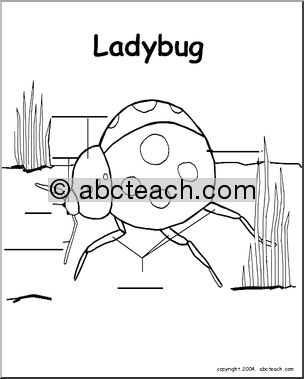 Animal Diagrams:  Ladybug (unlabeled parts)