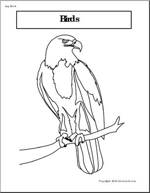 Lapbook: Birds Theme