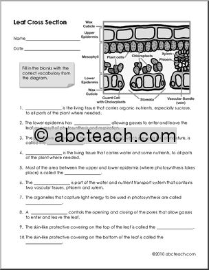 Matching: Leaf Cross Section (b/w)