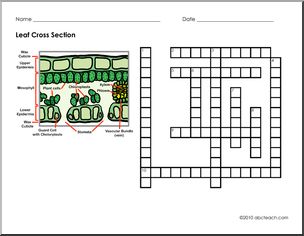 Crossword: Leaf Cross Section Vocabulary