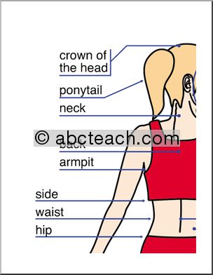 Large Poster: Human Body, back view (ESL)