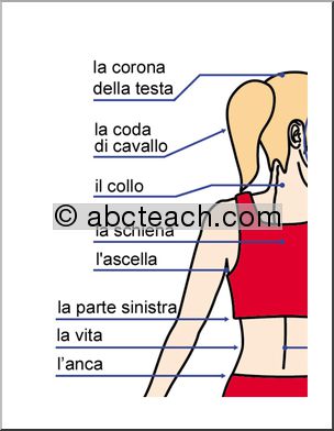 Italian: Grande Cartellone–la veduta posteriore del corpo,  etichettato.