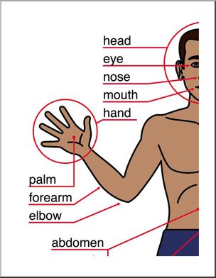 Large Poster: Human Body, front view (ESL)