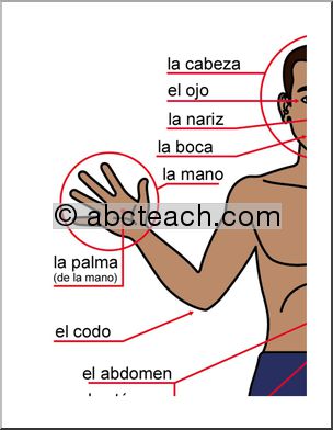 Spanish: Cartel grande con vocabulario de la parte delantera del cuerpo humano