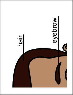 Large Poster: Human Head, labeled (ESL)