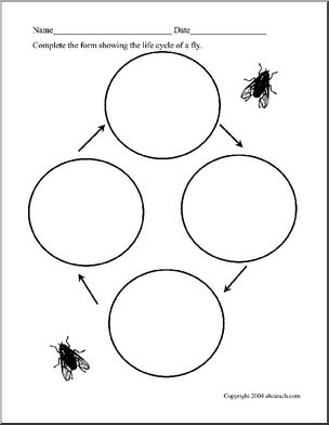 Science Form: Life Cycle of a Fly
