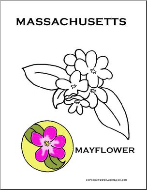 Massachusetts:  State Flower – Mayflower