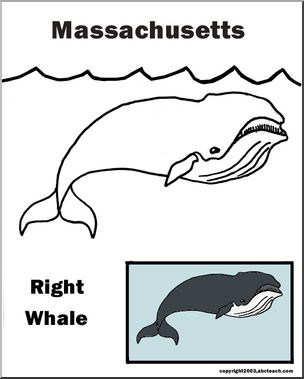 Massachusetts: State Animal – Right Whale