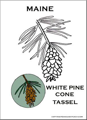 Maine:  State Flower –  White Pine Cone and Tassel