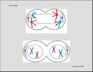 Science: Biology – Meiosis Figure (labeled/unlabeled)