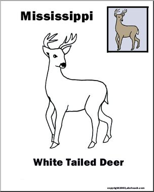 Mississippi: State Animal  – White-tailed Deer
