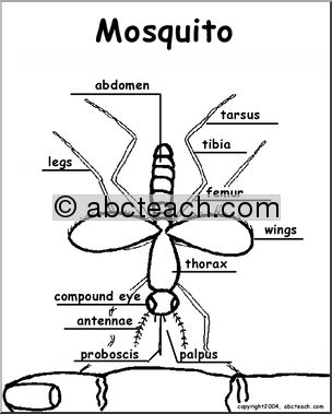 Animal Diagrams:  Mosquito (labeled parts)