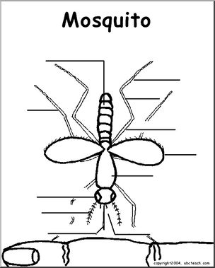 Animal Diagrams:  Mosquito (unlabeled parts)