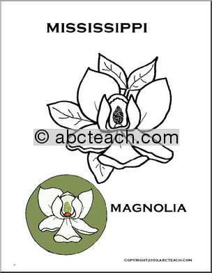 Mississippi State Flower: Magnolia