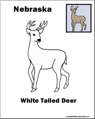 Nebraska: State Animal  –  White-tailed Deer