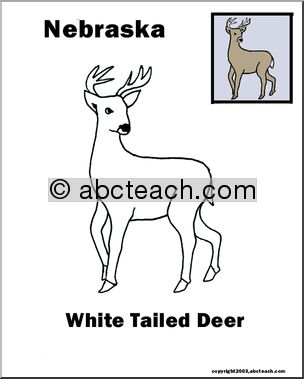 Nebraska: State Animal  –  White-tailed Deer