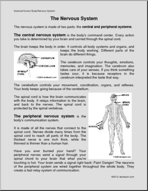 Comprehension: The Human Nervous System (elem)