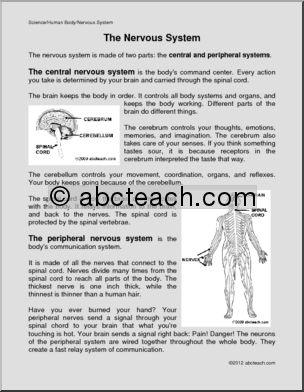 Comprehension: The Human Nervous System (elem)