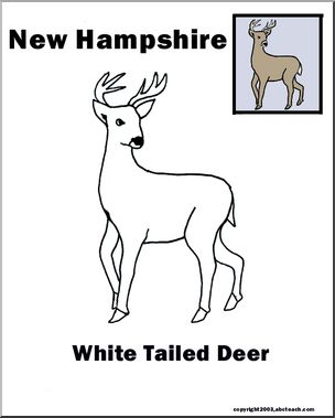 New Hampshire: State Animal  –  White-tailed Deer