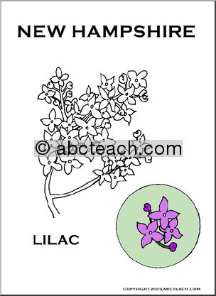 New Hampshire: State Flower – Lilac