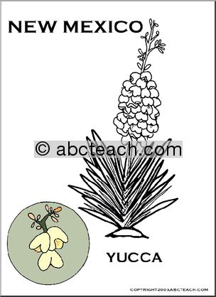 New Mexico:  State Flower – Yucca