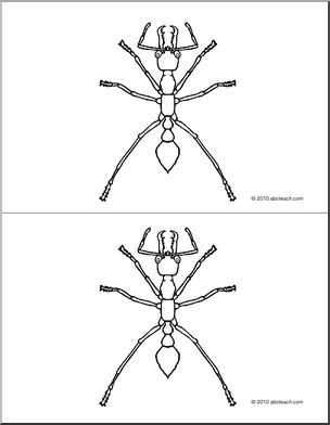 Nomenclature Cards: Ant (2) (b/w)