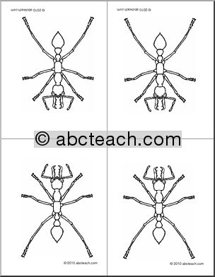 Nomenclature Cards: Ant (4, foldable) (b/w)