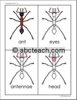 Nomenclature Cards: Animal Anatomy Ant (red-highlight)