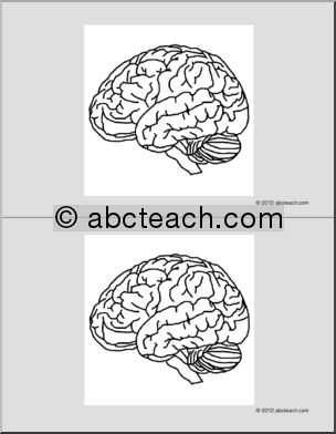 Nomenclature Cards: Human Brain (2) (b/w)