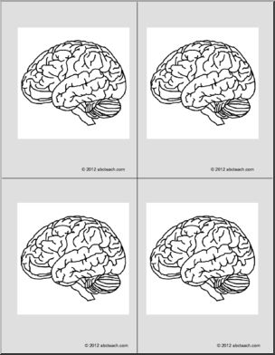 Nomenclature Cards: Human Brain (4) (b/w)