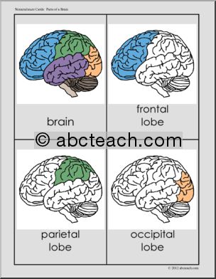 Nomenclature Cards: Human Brain; Three Part Matching (color)
