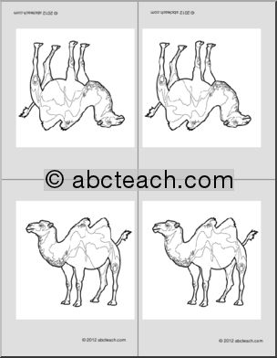 Nomenclature Cards: Camel (4) (b/w) (foldable)