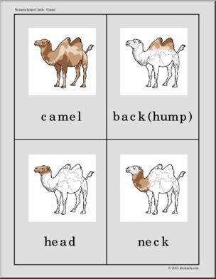 Nomenclature Cards: Camel Three-Part Matching (color)