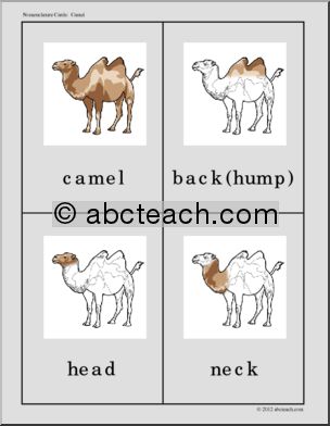 Nomenclature Cards: Camel Three-Part Matching (color)