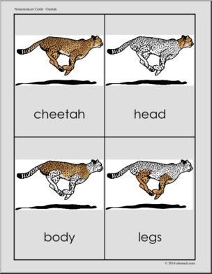 Nomenclature Cards: Cheetah – Three Part Matching (color)