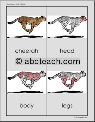 Nomenclature Cards: Cheetah – Three Part Matching (red-highlighted)