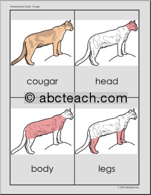 Nomenclature Cards: Cougar – Three Part Matching (red-highlighted)