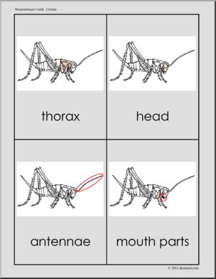 Nomenclature Cards: Cricket Three-Part Matching (color)