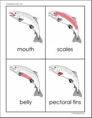 Nomenclature: Animal Anatomy Fish (red-highlight)
