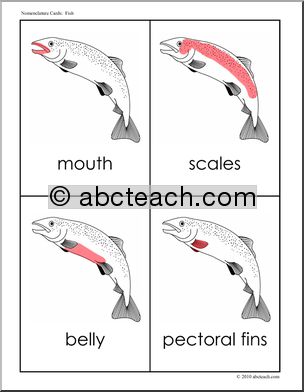 Nomenclature: Animal Anatomy Fish (red-highlight)