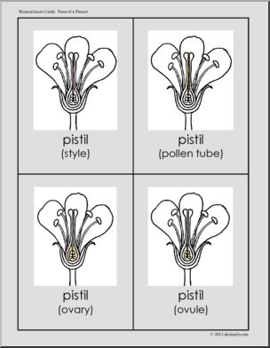 Nomenclature Cards: Flower Three-Part Matching (color)