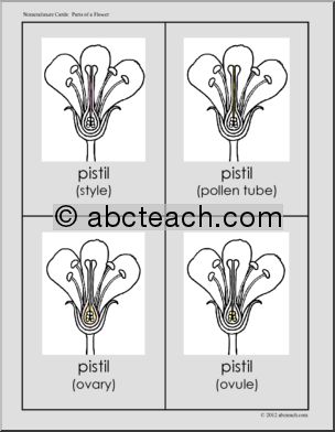 Nomenclature Cards: Flower Three-Part Matching (color)