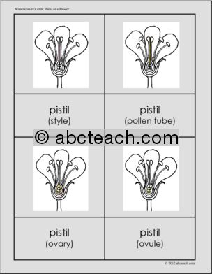 Slide Image