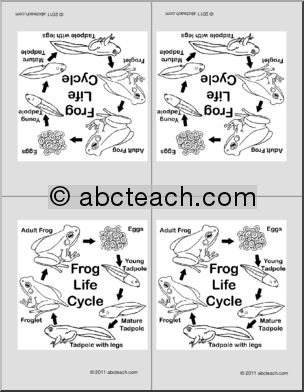 Nomenclature Cards: Life Cycle of the Frog (4) (foldable) (b/w)