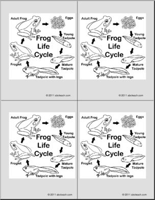 Nomenclature Cards: Life Cycle of the Frog (4) (b/w)