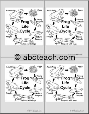Nomenclature Cards: Life Cycle of the Frog (4) (b/w)